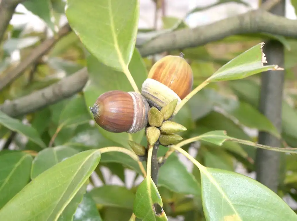Photo of Lithocarpus glaber - Acorn:KENPEI