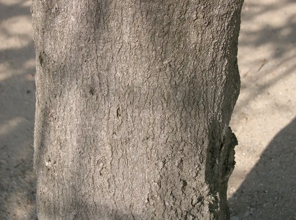 Photo of Lithocarpus glaber - Bark:KENPEI