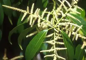 Foto de Lithocarpus henryi (Lithocarpus henryis)