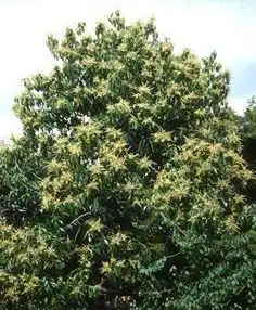 Foto de Lithocarpus henryi (Lithocarpus henryis)