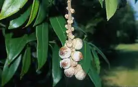 Foto de Lithocarpus henryi - acorns: