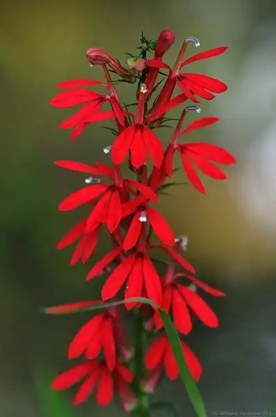 Foto de Lobelia cardinalis (Lobelia cardinaliss)