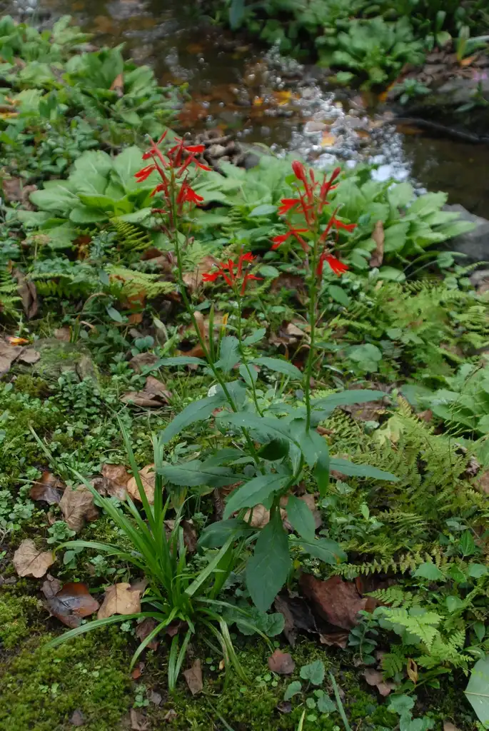 Foto de Lobelia cardinalis (Lobelia cardinaliss)