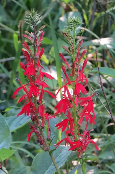 Foto de Lobelia cardinalis - Form:Lindsey