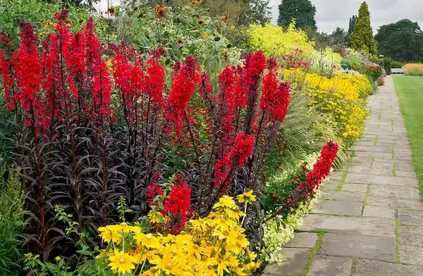 Foto de Lobelia cardinalis - In the landscape:ukgardenphoto