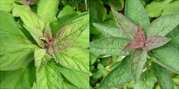 Foto de Lobelia cardinalis - Leaves:Melinda Stuart