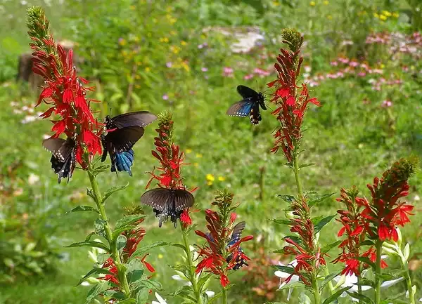 Foto de Lobelia cardinalis - Butterflies visiting flowers:Melinda Stuart