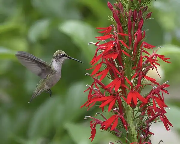 Foto de Lobelia cardinalis - Humming bird visiting flowers:BudOhio