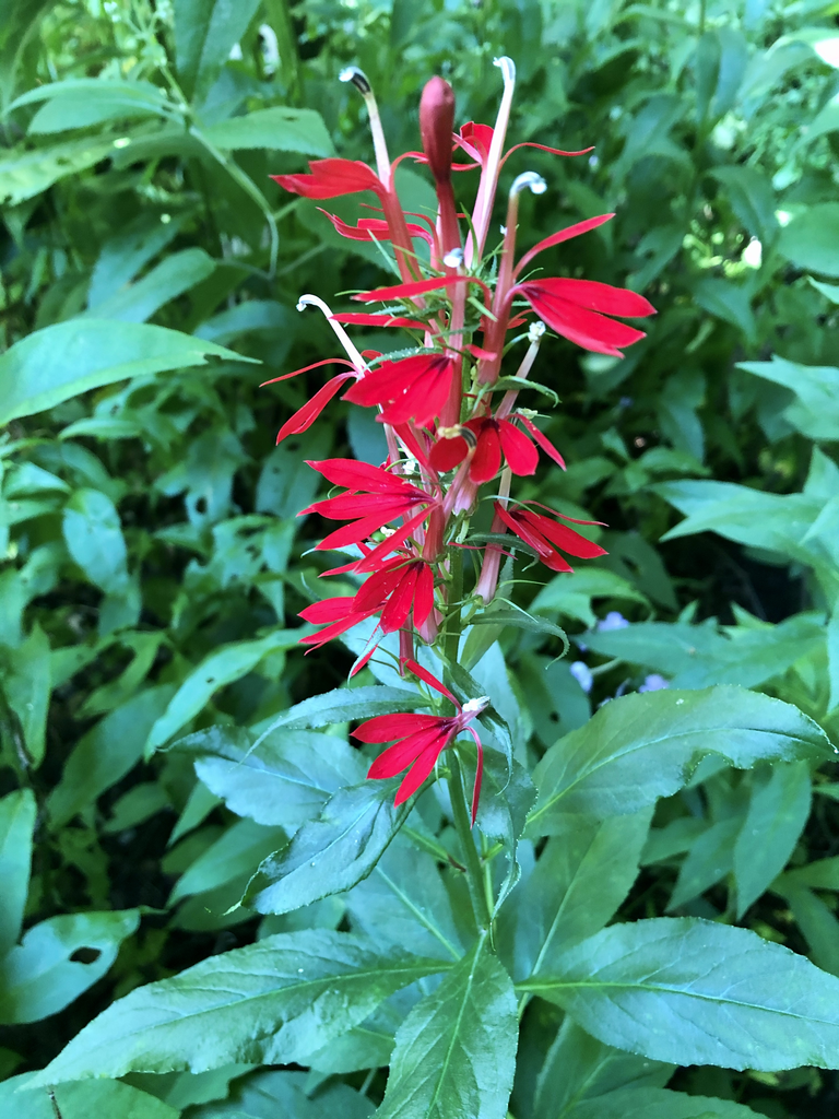 Foto de Lobelia cardinalis - Flowers (Haywood County, NC):Marcia Boyle
