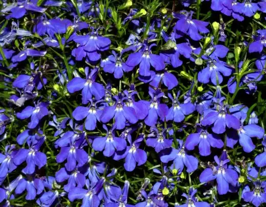 Photo of Lobelia erinus (Lobelia erinuss)