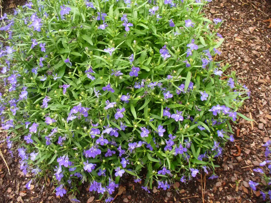 Photo of Lobelia erinus (Lobelia erinuss)