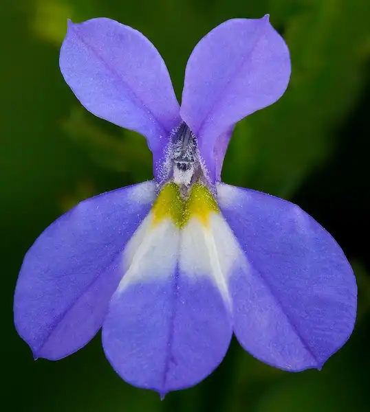 Photo of Lobelia erinus - Flower close up:James Gaither