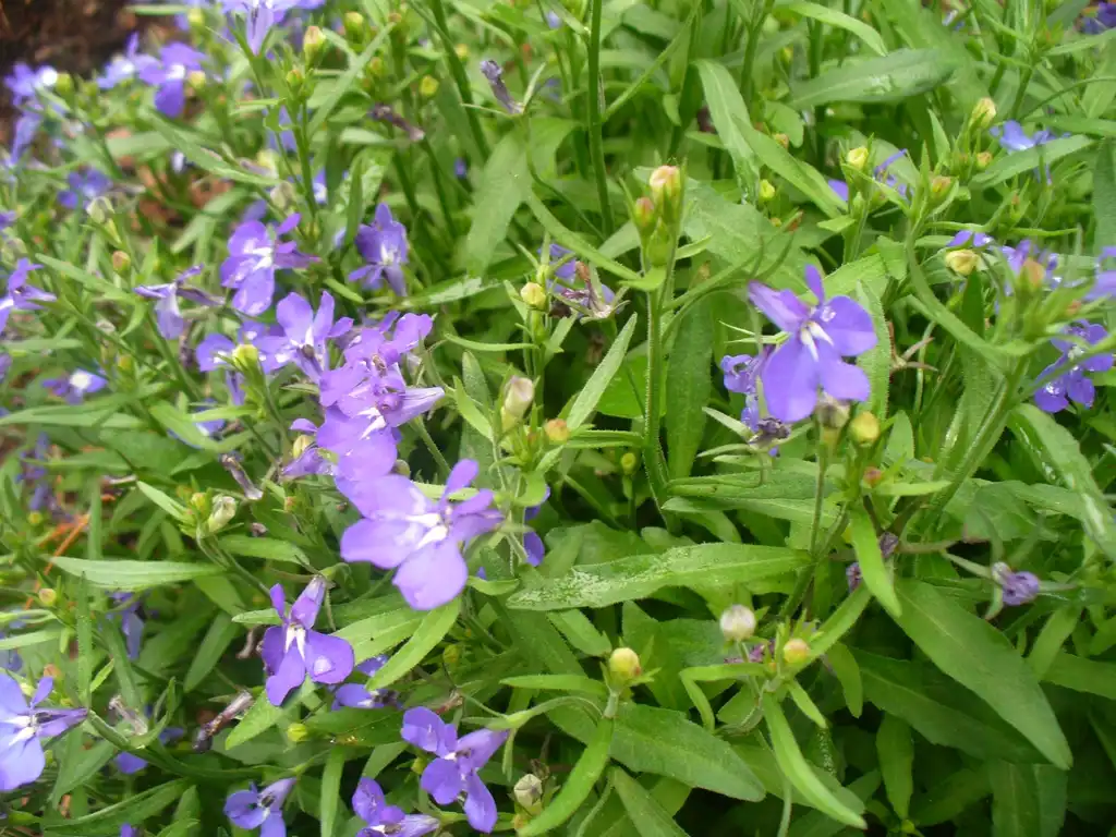 Photo of Lobelia erinus - Flowers and leaves in spring in Moore County:Susan Strine
