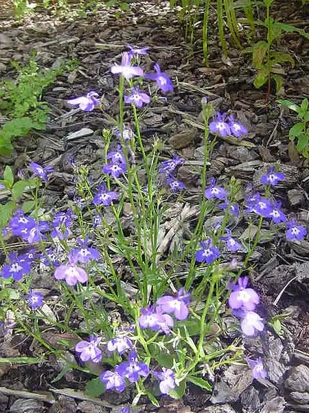 Photo of Lobelia erinus - Form:Cathexi