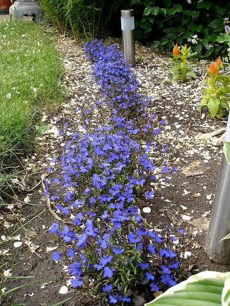 Photo of Lobelia erinus - Group planting:Daryl Mitchell