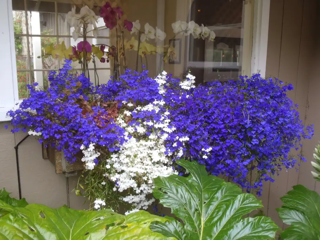 Photo of Lobelia erinus - Flower Form:Jim Robbins