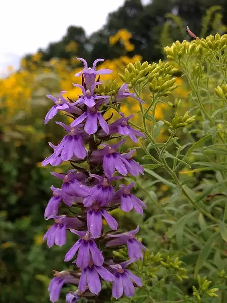 Фото Lobelia puberula (Lobelia puberulas)