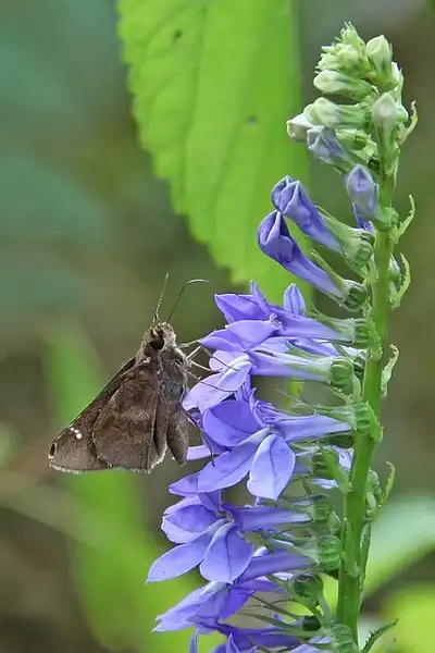 Фото Lobelia puberula (Lobelia puberulas)