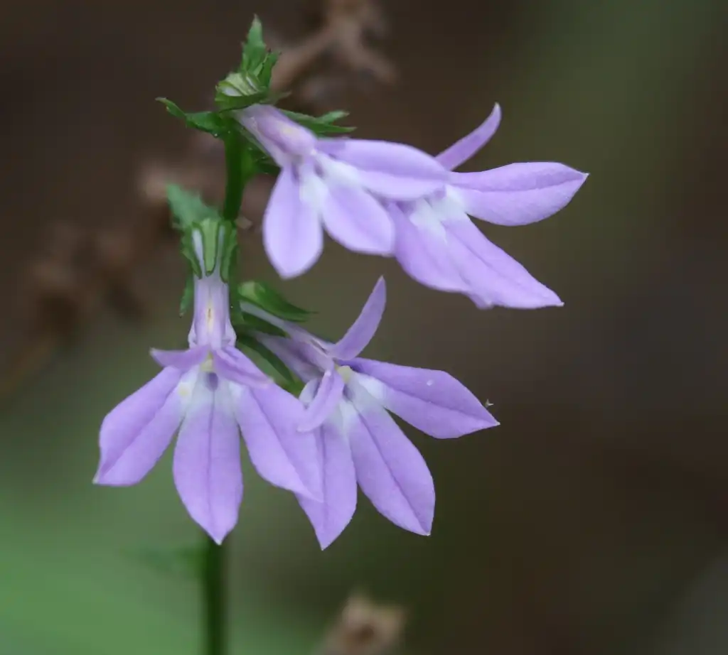 Фото Lobelia puberula - Close up of flower:Nicholas Cowey