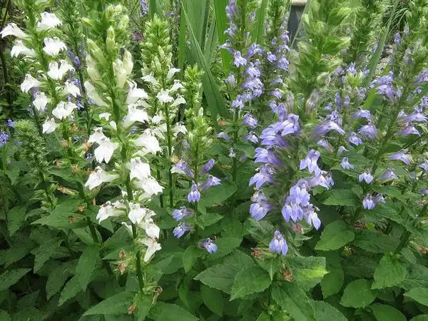 Photo of Lobelia siphilitica (Lobelia siphiliticas)