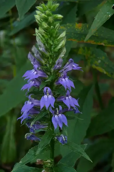 Photo of Lobelia siphilitica (Lobelia siphiliticas)