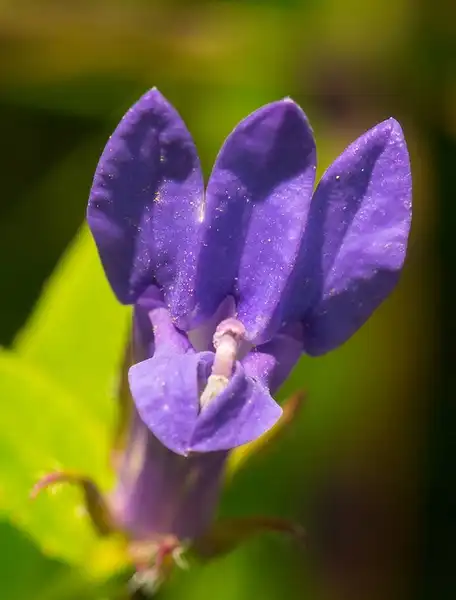 Photo of Lobelia siphilitica - Close up of flower:Joshua Mayer