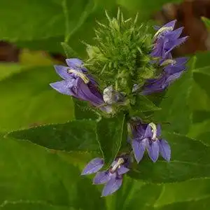 Photo of Lobelia siphilitica - Leaf and bloom detail:Debbie Roos