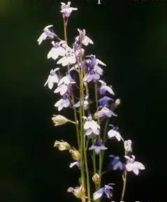 Photo of Lobelia spicata (Lobelia spicatas)