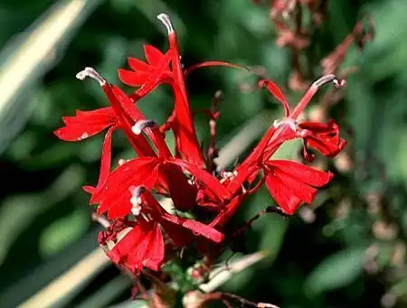Photo of Lobelia (Lobelias)
