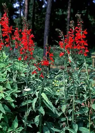 Photo of Lobelia (Lobelias)