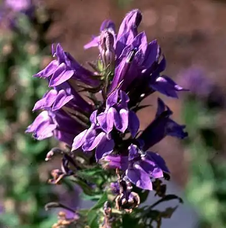 Photo of Lobelia - :