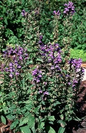 Photo of Lobelia - :