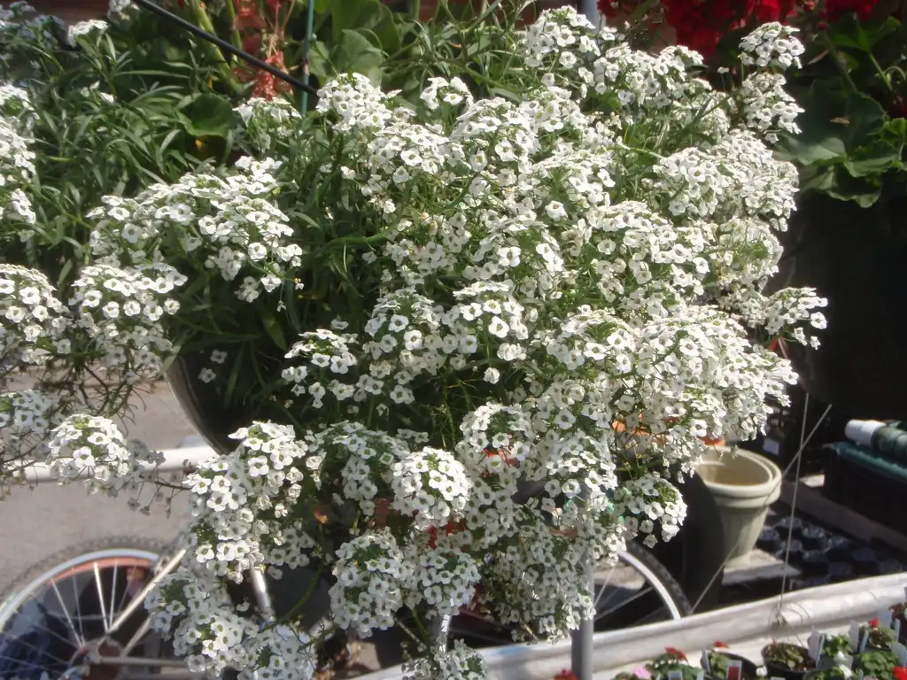 Photo of Lobularia 'Inlbusnopr' SNOW PRINCESS (Lobularia 'Inlbusnopr' SNOW PRINCESSs)