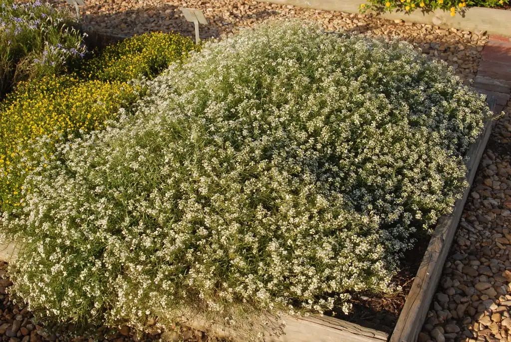 Photo of Lobularia 'Inlbusnopr' SNOW PRINCESS (Lobularia 'Inlbusnopr' SNOW PRINCESSs)