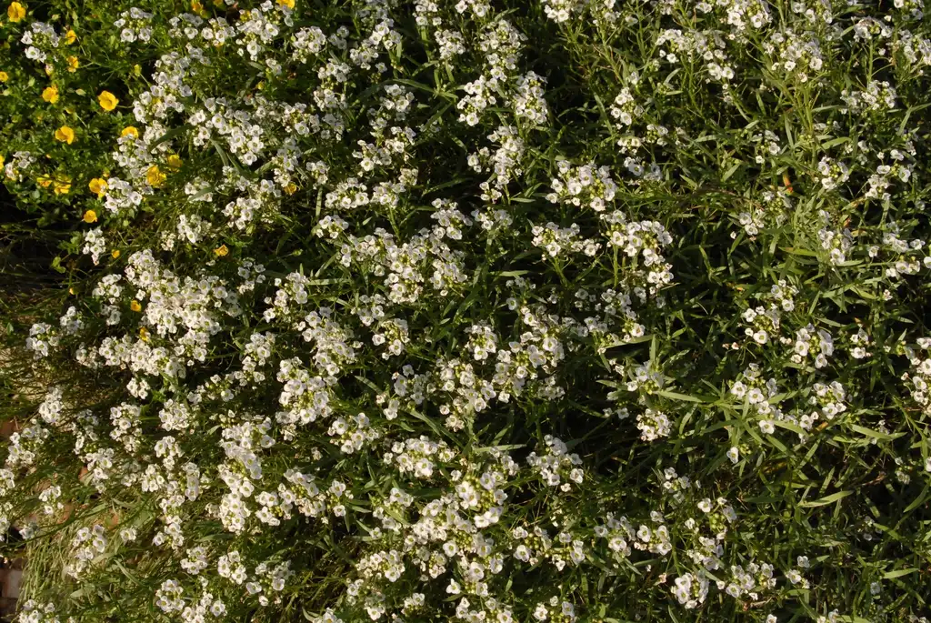 Photo of Lobularia 'Inlbusnopr' SNOW PRINCESS - Flower and Leaves:Jim Robbins