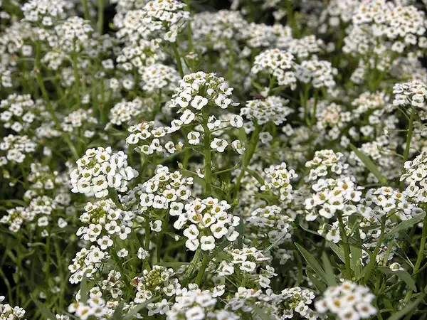 Фото Lobularia maritima (Lobularia maritimas)