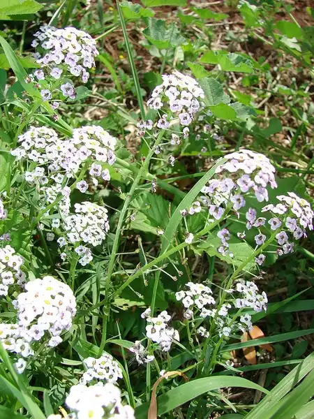 Фото Lobularia maritima (Lobularia maritimas)
