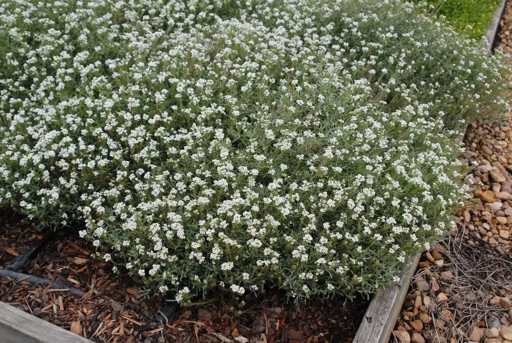 Фото Lobularia maritima - Lobularia Maritima 'Snow Princess' Form:Jim Robbins