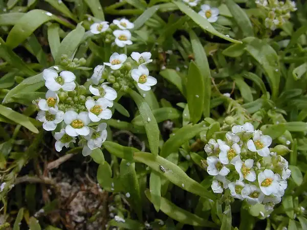 Фото Lobularia maritima - foliage:Forest and Kim Starr