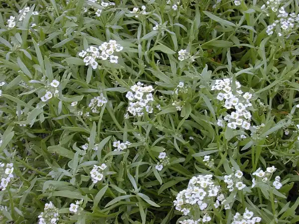 Фото Lobularia maritima - foliage:Forest and Kim Starr