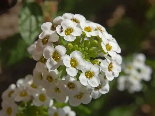Фото Lobularia maritima - :Ettore-Balocchi