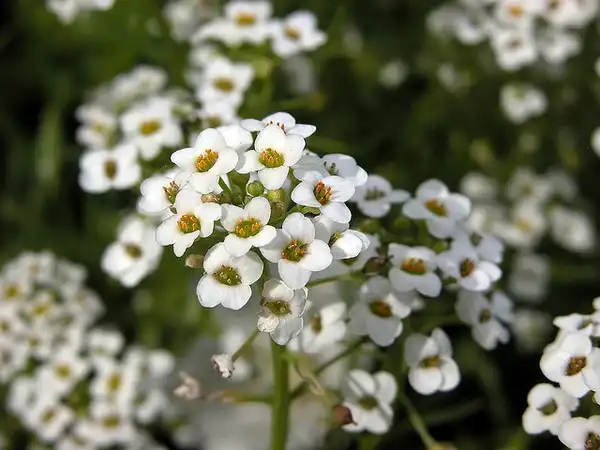 Фото Lobularia maritima - :Carl Lewis