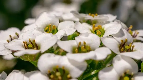 Фото Lobularia maritima - :Kazuhiro Tsugita