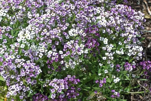 Фото Lobularia maritima - :Andrey Zharkikh