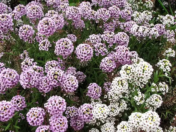 Фото Lobularia maritima - :Sean A. O'Hara