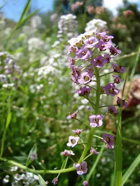 Фото Lobularia maritima - :Forest and Kim Starr