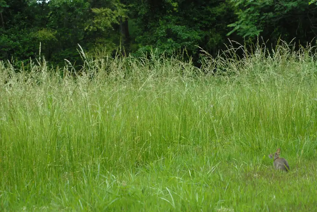 Foto de Lolium arundinaceum (Lolium arundinaceums)