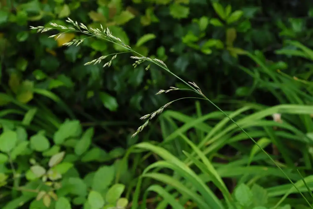Foto de Lolium arundinaceum (Lolium arundinaceums)