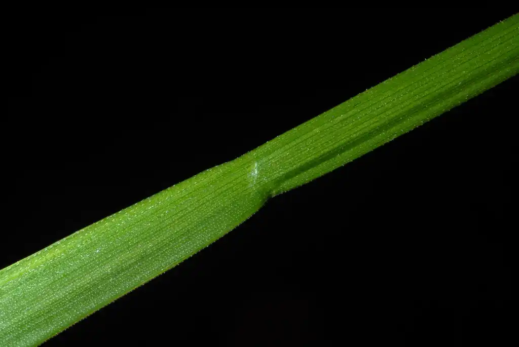 Foto de Lolium arundinaceum - Leaf stalk (Highland Park, Greensboro, NC)-Late Spring:Douglas Goldman, USDA