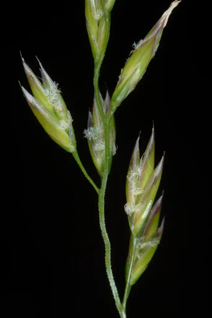 Foto de Lolium arundinaceum - Fruits (Highland Park, Greensboro, NC)-Late Spring:Douglas Goldman, USDA